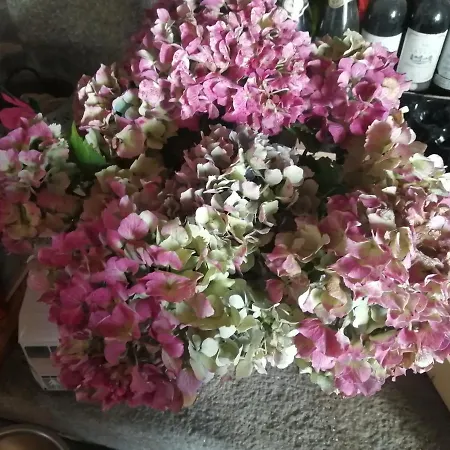 Hydrangea Feriehus *